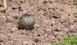 小鸟视频,小鸟视频中的生态瞬间